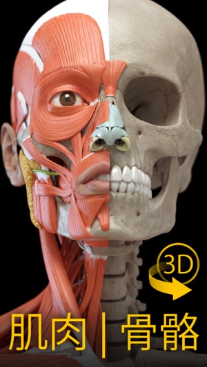 肌肉 | 骨骼 - 人体解剖学3D互动图集