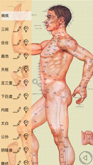 人体穴位—专业版