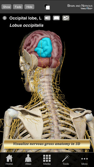 Brain and Nervous Anatomy Atlas: Essential Reference for Students and Healthcare Professionals
