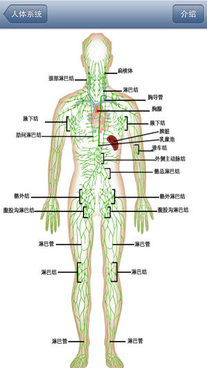 人体系统/结构/部位/奥秘