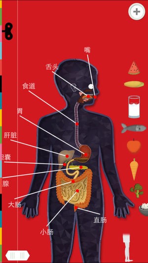 人体探秘 - Tinybop出品